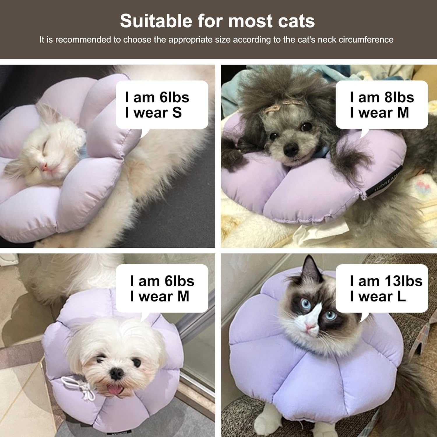 Cat Cone Collar