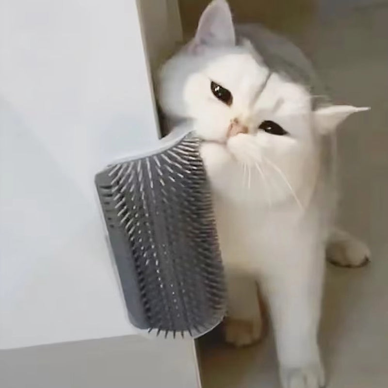 Cat being groomed with a soft massage brush